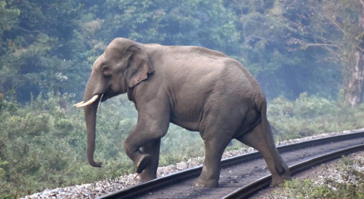 ট্রেনের ধাক্কায় শাবকসহ ৭ হাতির মৃত্যু, লাইনচ্যুত রাজধানী এক্সপ্রেস